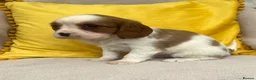 Cavalier King Charles Spaniel dogs for sale: Stunning Cavalier King Charles puppies  - Advert 19