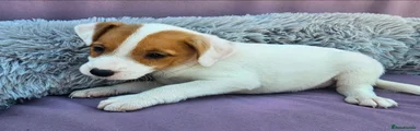 Jack Russell 5