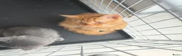 Mixed Breed cats for sale: kittens - Advert 10