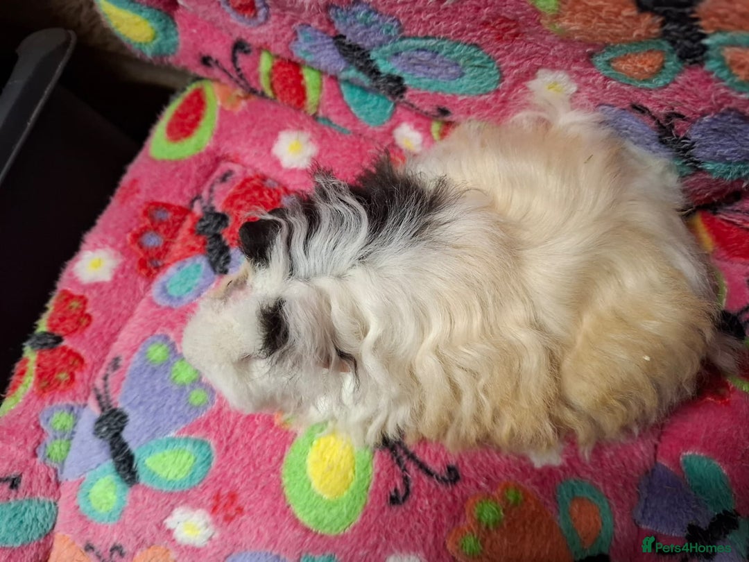 Guinea Pig rodents for sale: Baby Longhaired/ Longhaired Retired Young Adults. - Advert 9