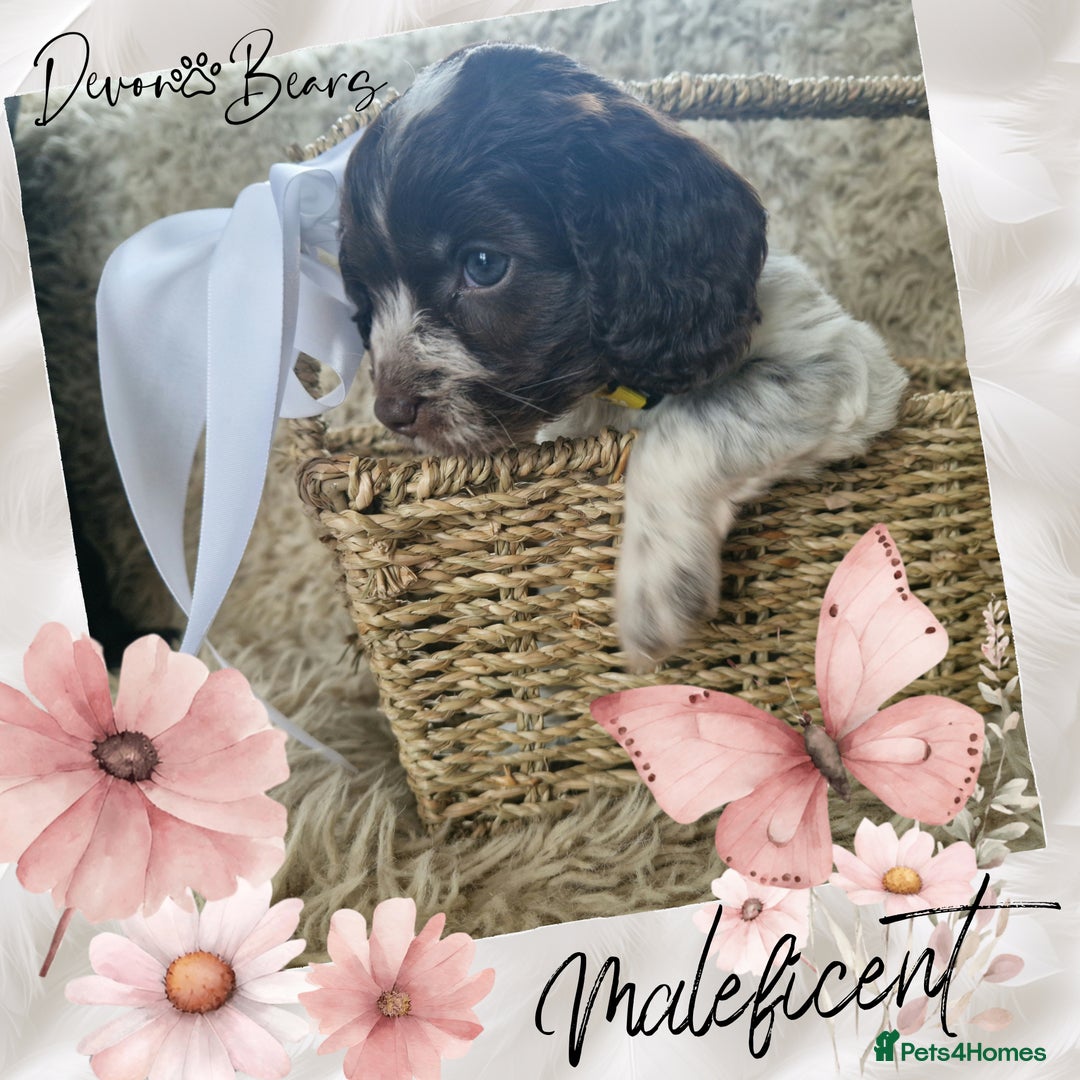 Cockapoo dogs for sale: 5*Licenced. DNA tested English cockerpoos. - Image 12
