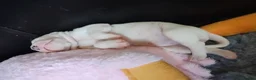 American Bulldog dogs for sale: American bulldog puppies - Advert 13