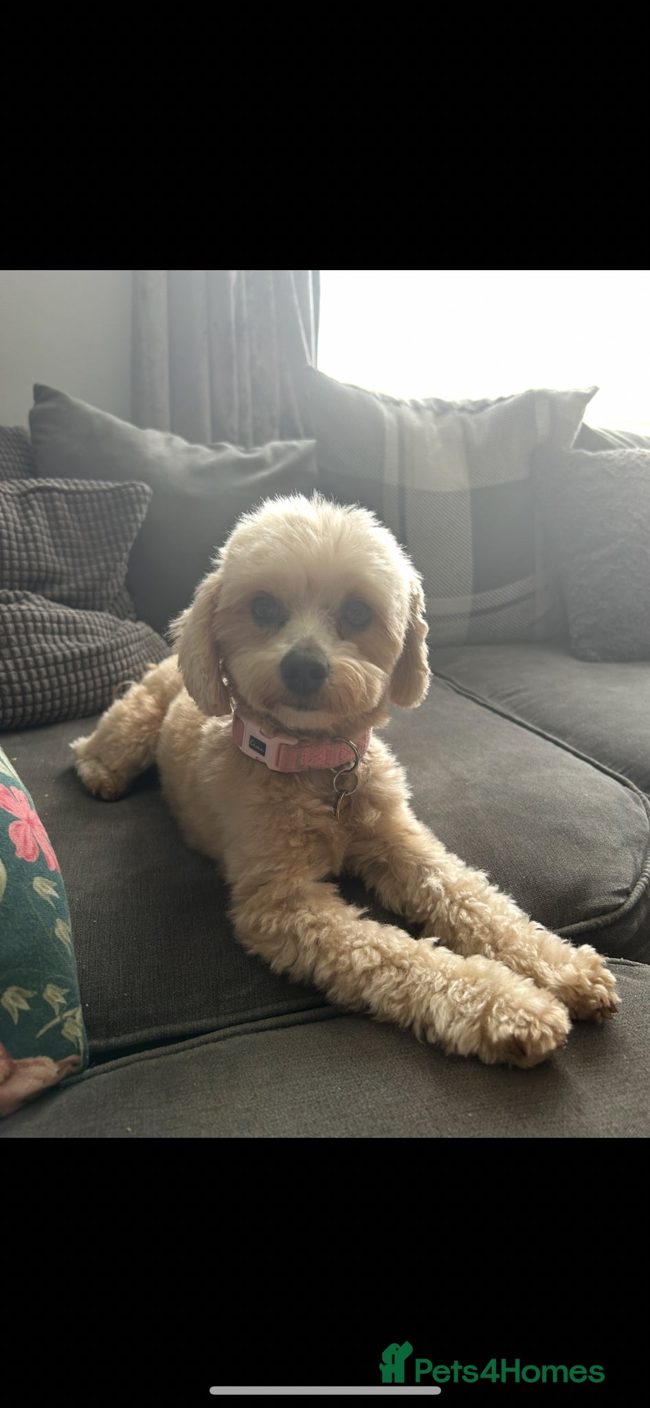 Maltipoo dogs ✨ Tiny Asian F1B Maltipoo Puppies ✨ - Advert 16