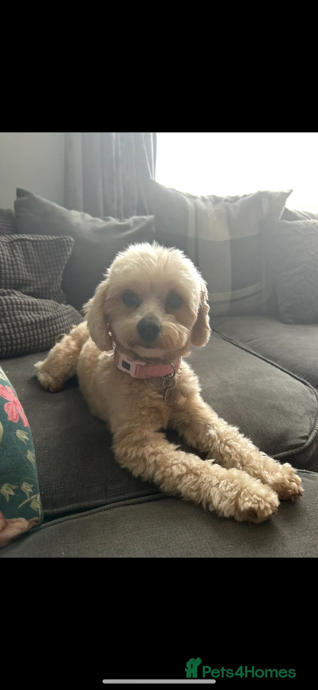 Maltipoo dogs for sale: ✨ Tiny Asian F1B Maltipoo Puppies ✨ in Brentwood - Advert 2