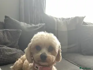 Maltipoo dogs ✨ Tiny Asian F1B Maltipoo Puppies ✨ - Advert 16