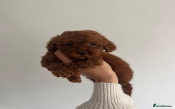 Toy Poodle dogs for sale: 2 Red Toy Poodles Available NOW! - Image 1