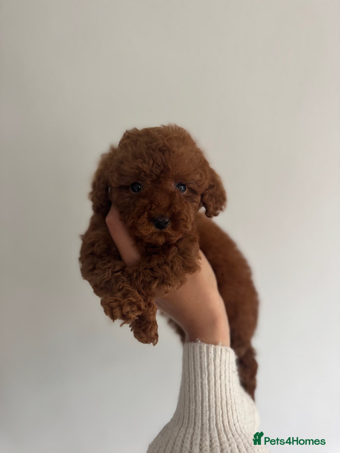 Toy Poodle dogs for sale: 2 Red Toy Poodles Available NOW! - Image 1