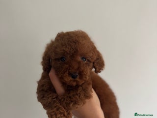 Toy Poodle dogs - Advert 10