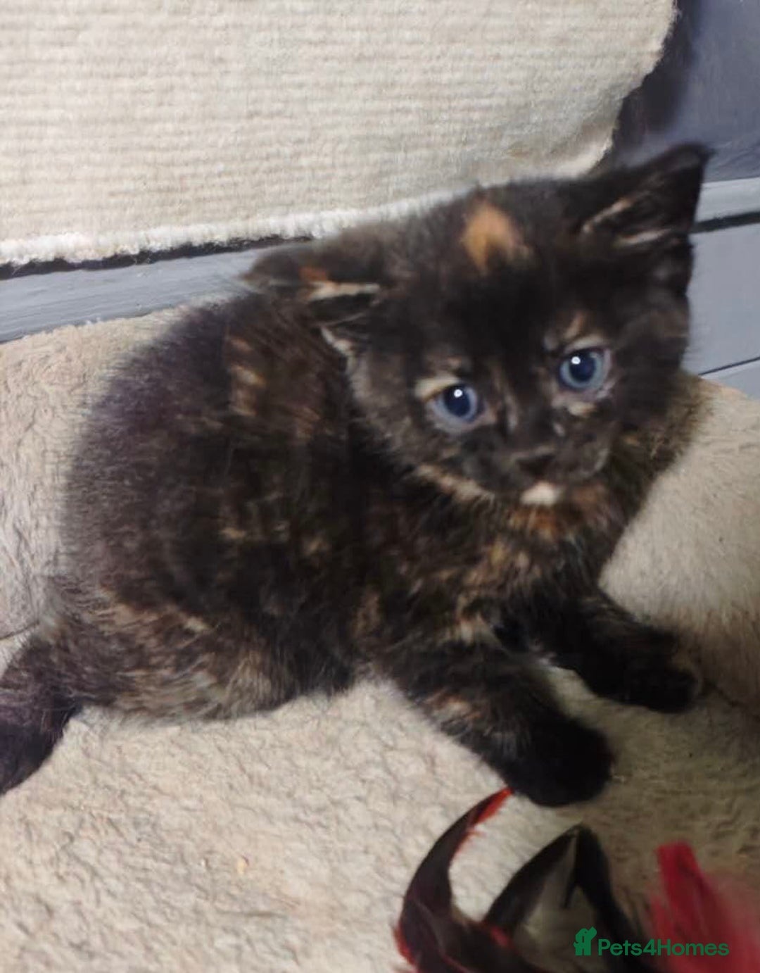 British Longhair cats for sale: Beautiful and Playful kittens - Advert 16