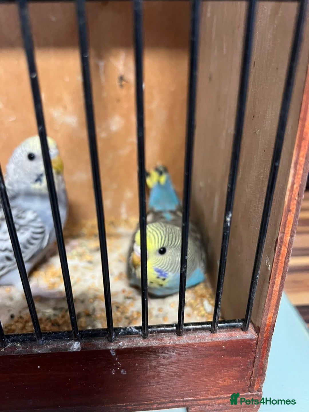 Budgerigars birds for sale: Baby Budgies £20 each - Advert 4