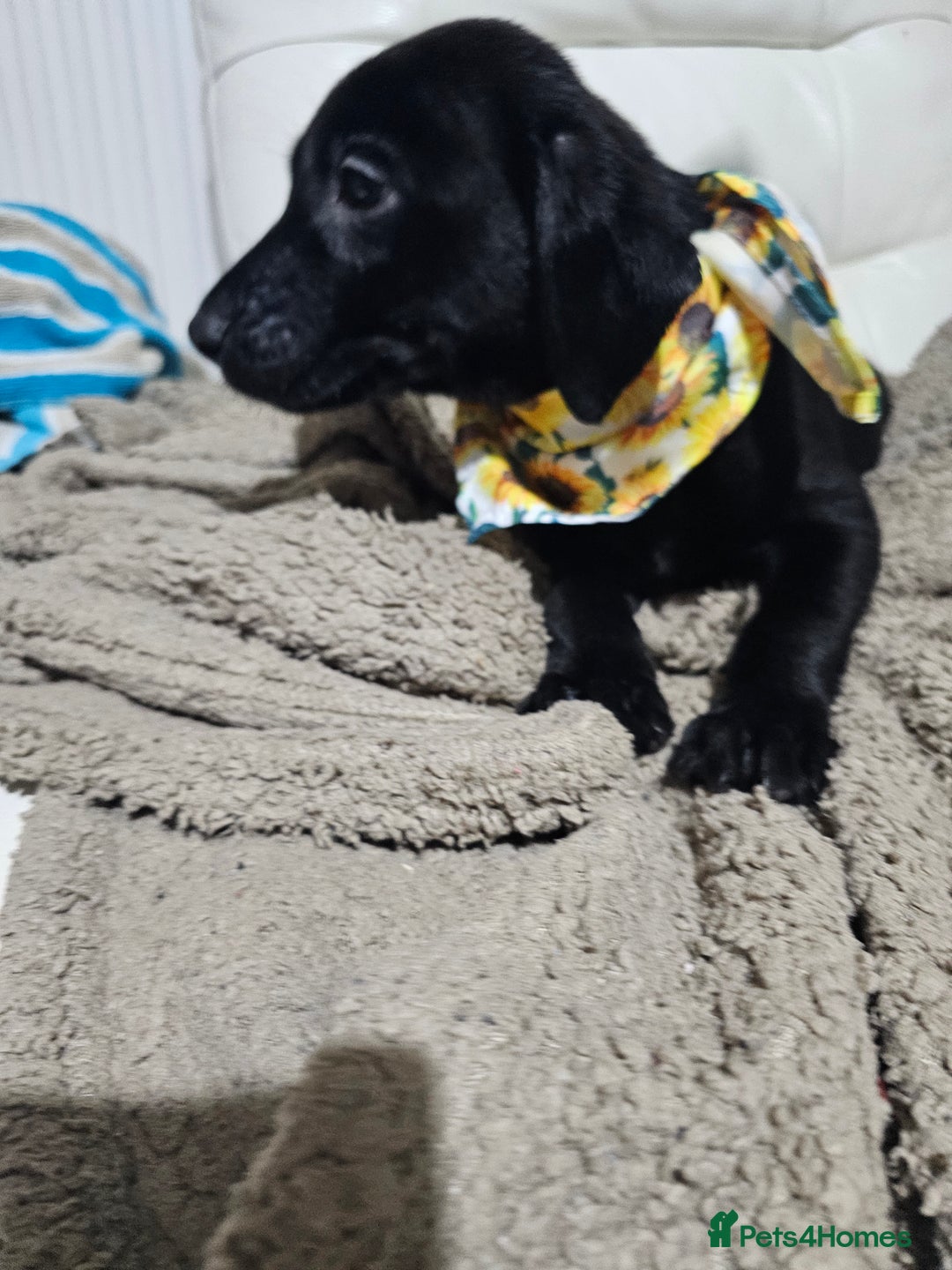 Labrador Retriever dogs for sale: 2boys / 4 girls  READY TODAY FOR FOREVER HOMES - Image 20