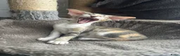 Peterbald cats for sale: Pedigree registered TICA kittens - Advert 11