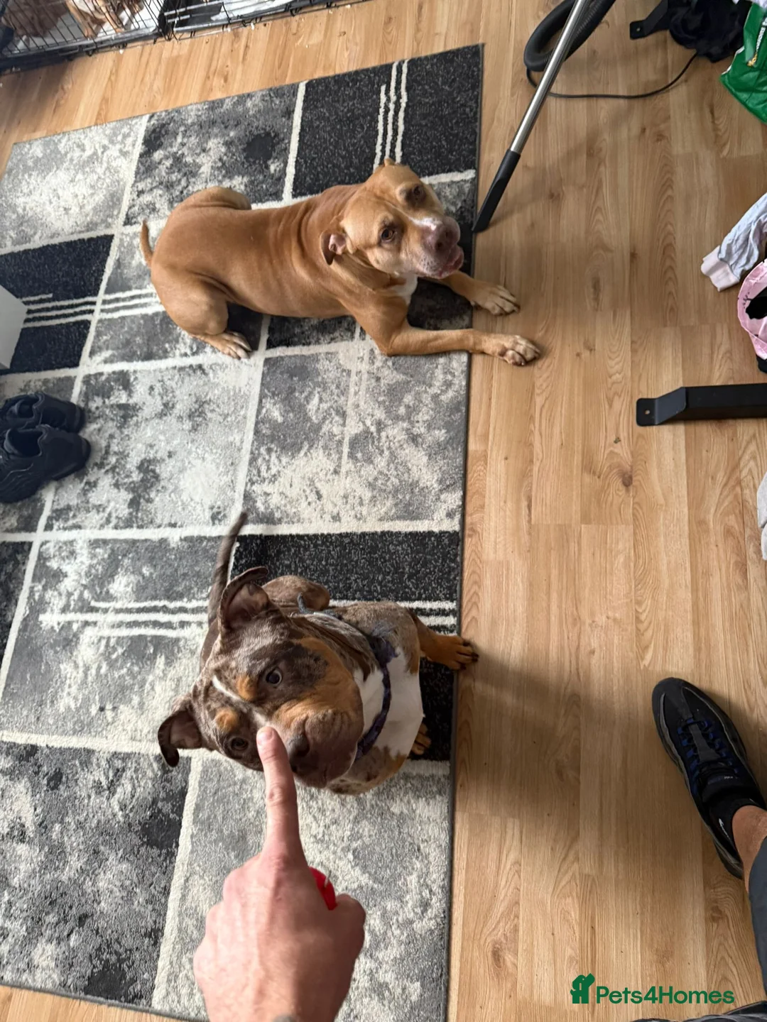Mixed Breed dogs for sale: Corso cross ridgeback  in Liverpool - Advert 1