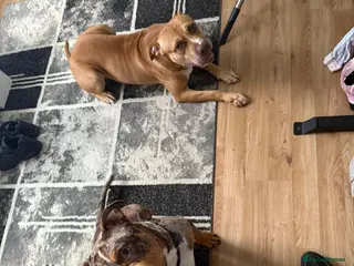 Mixed Breed dogs Corso cross ridgeback - Advert 1