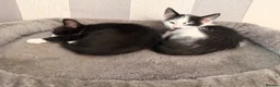 Mixed Breed cats for sale: 5 kittens ready to go - Advert 11