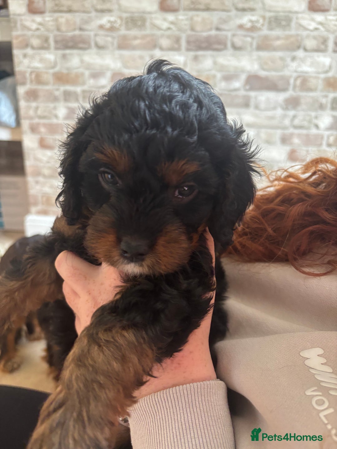 Cavapoo dogs for sale: Outstanding Blk and tan toy cavapoo male left  - Image 28