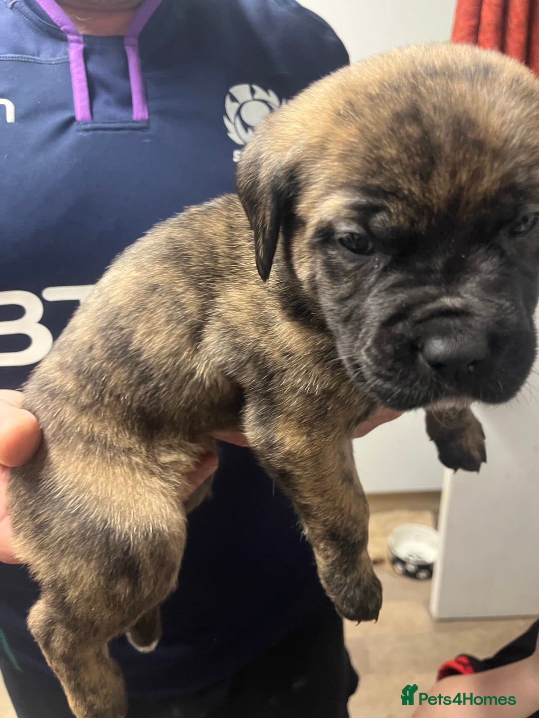 Cane Corso dogs for sale: Full Cane Corso Puppies x5 girls x5 Boys - Advert 21