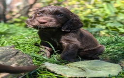 Field Spaniel dogs for sale: Rare and vulnerable Field Spaniel puppies LAST FEW - Image 13