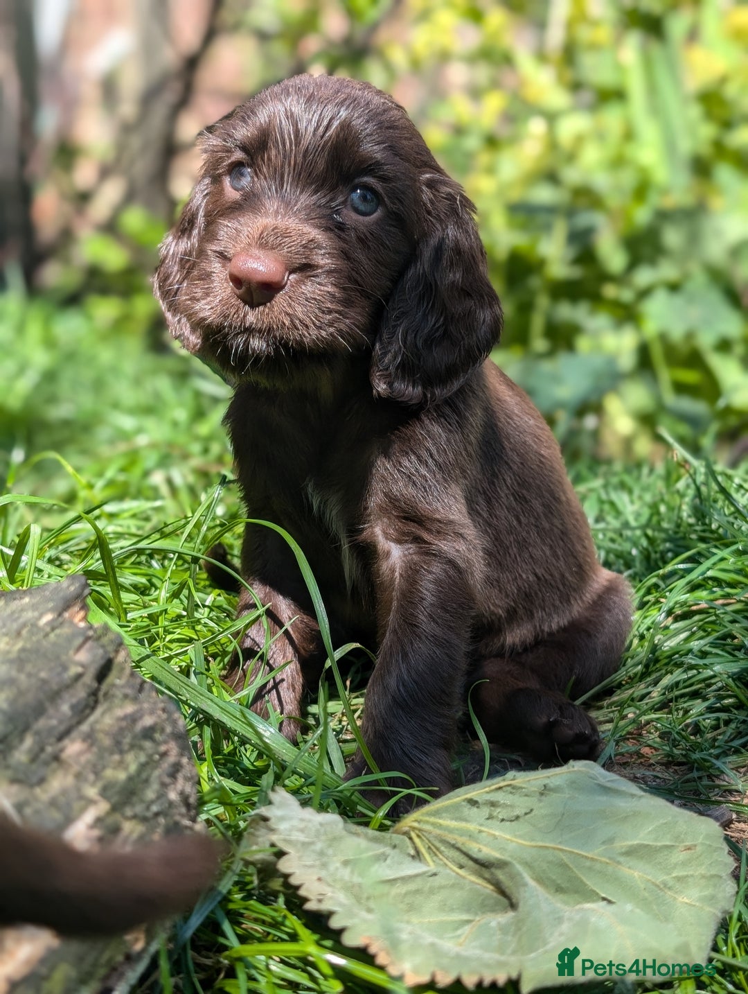 Field Spaniel dogs for sale: Rare and vulnerable Field Spaniel puppies LAST FEW - Image 13