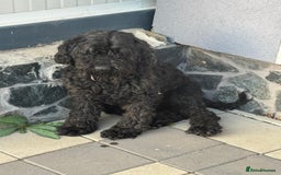 Hungarian Puli dogs for adoption: Beautiful Snoopy needs hugs! - Image 7