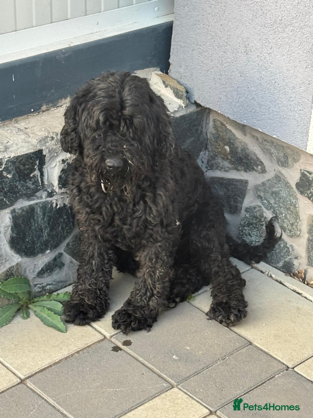 Hungarian Puli dogs for adoption: Beautiful Snoopy needs hugs! - Image 7