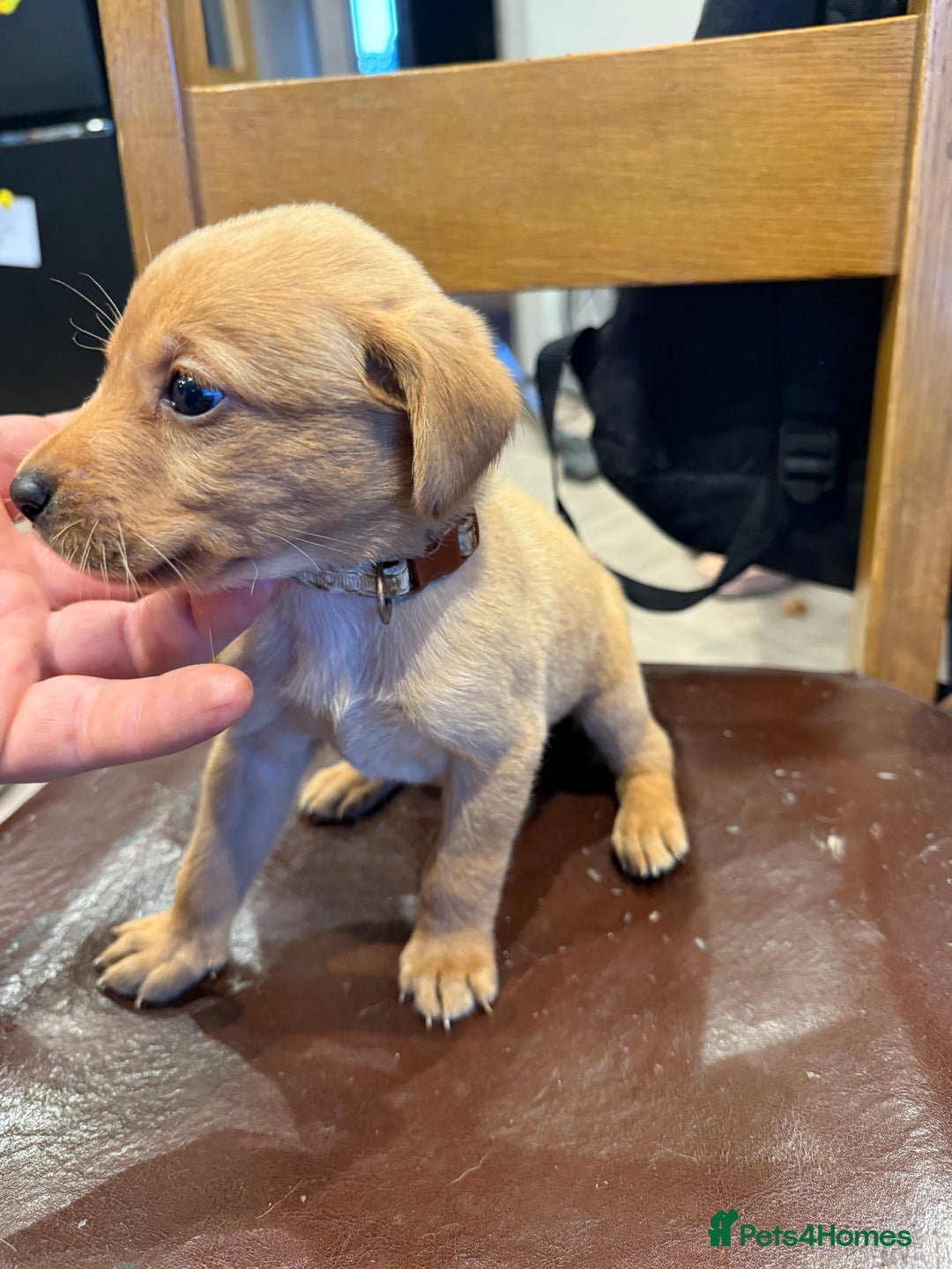 Labrador Retriever dogs for sale: 3 beautiful girls left  - Advert 3