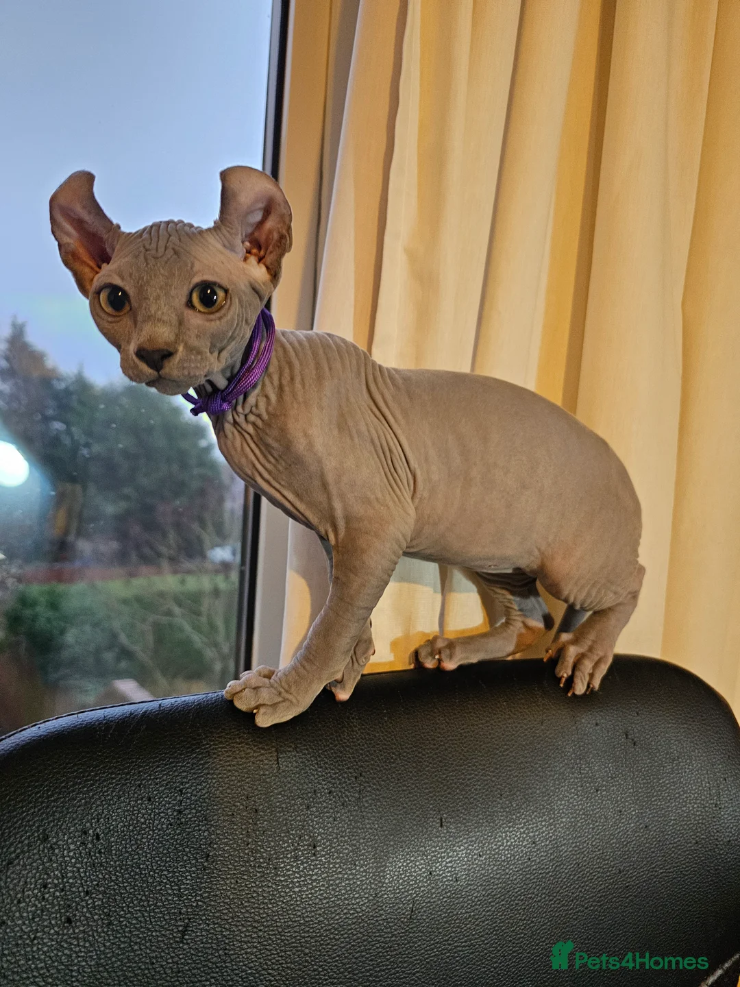 Sphynx cats for sale: Sphynx Elf kittens - Advert 18