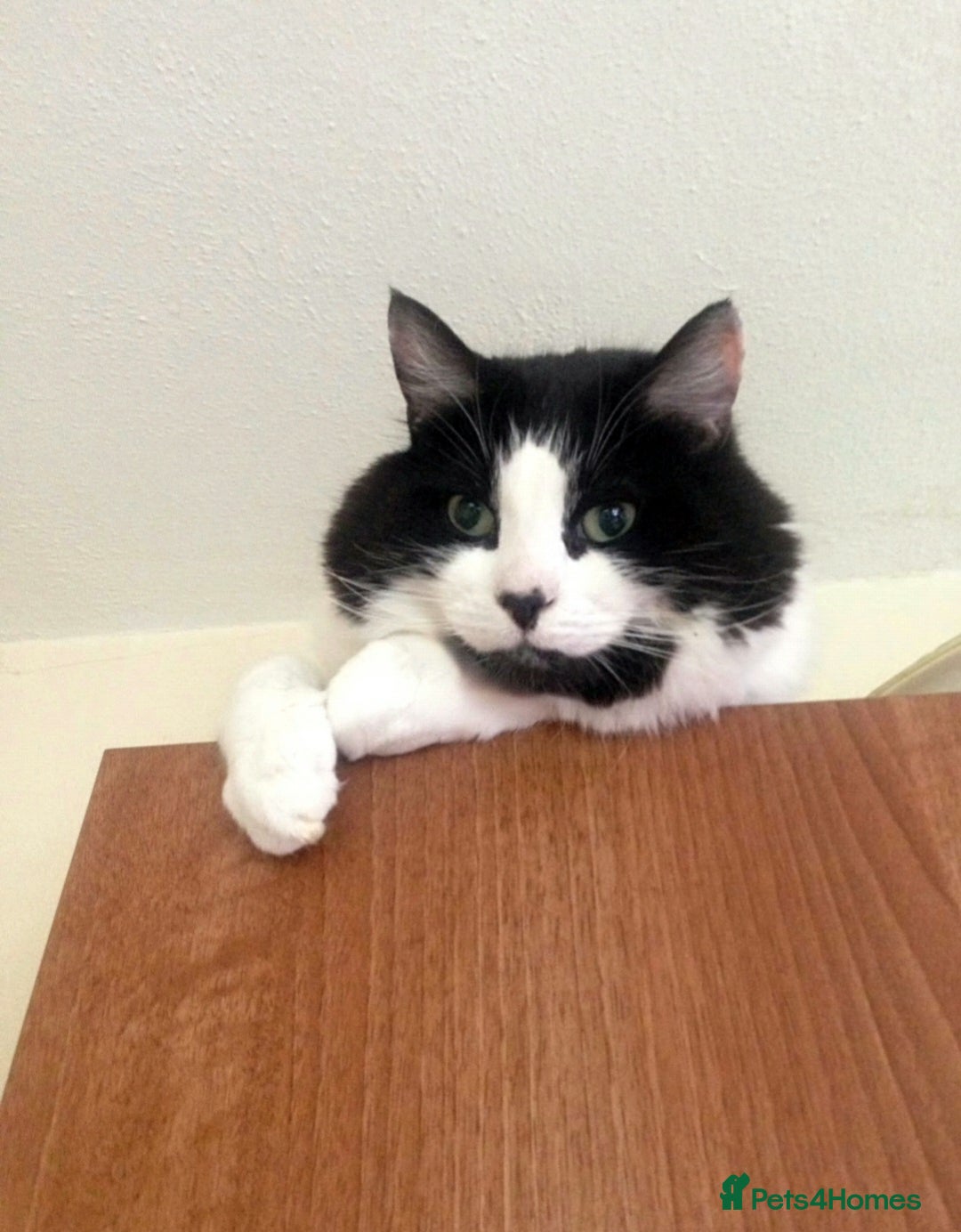 Mixed Breed cats for sale: 11 Year Old Cat For Adoption - Image 4