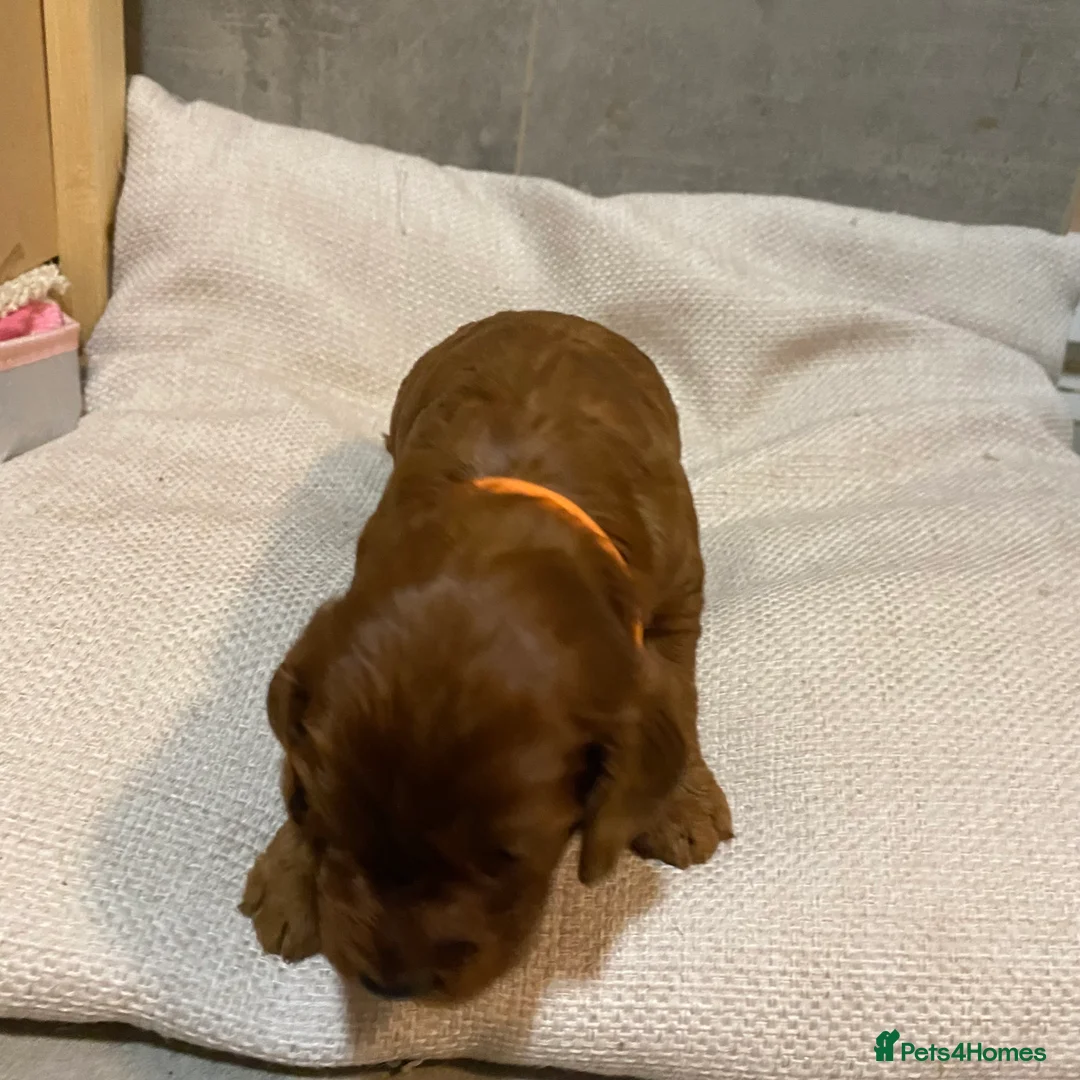 Irish Doodle dogs for sale: F1 Mini irishdoodle (JUST 1 LEFT) - Advert 13