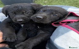 Sprocker dogs for sale: Sprockers  - Image 3