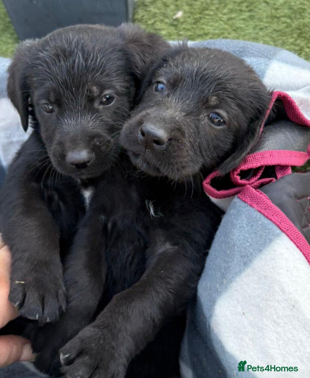 Sprocker dogs for sale: Sprockers  - Image 3