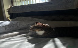 Mixed Breed cats for sale: Mitsu - Image 3