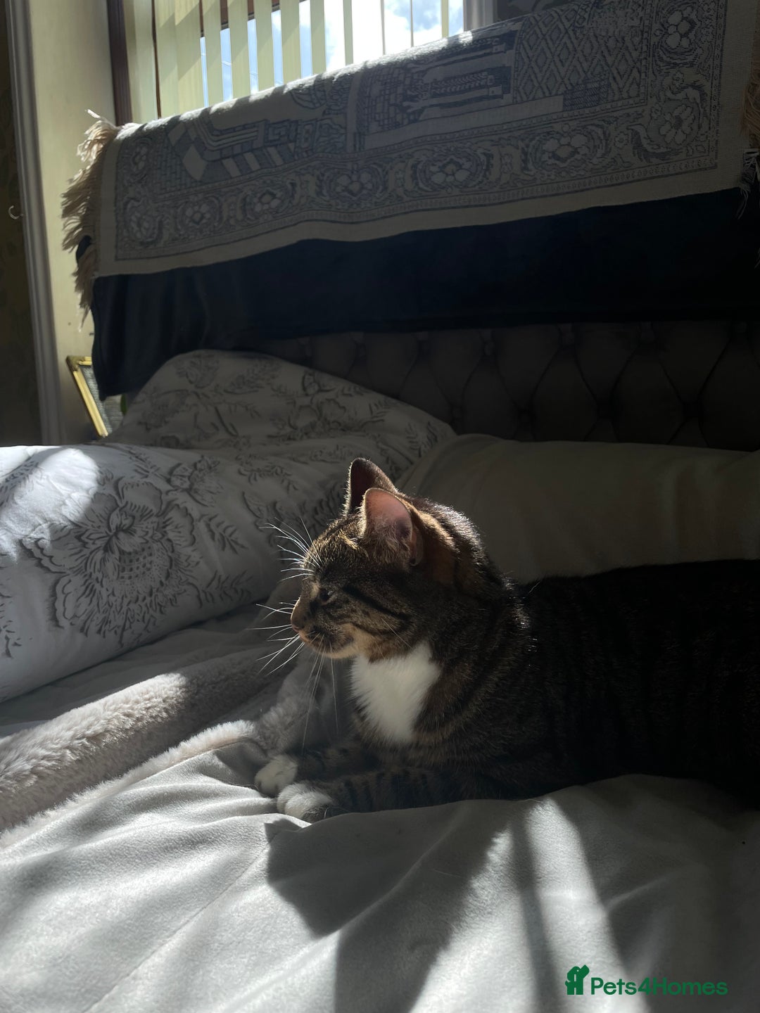 Mixed Breed cats for sale: Mitsu - Image 3