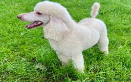 Standard Poodle dogs for sale: Stunning KC reg standard poodle  - Image 16