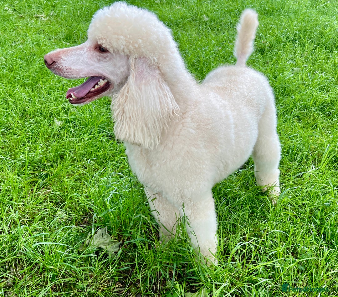 Standard Poodle dogs for sale: Stunning KC reg standard poodle  - Image 16