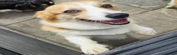 Welsh Corgi Pembroke dogs for sale: Female WPC Pet Only  - Advert 2