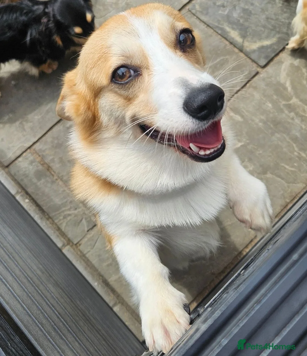 Welsh Corgi Pembroke dogs for sale: Female WPC Pet Only  - Advert 2