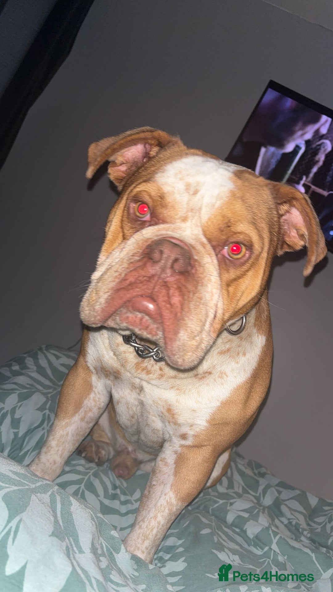Old Tyme Bulldog dogs for stud: Bentley the Bulldog - Image 5
