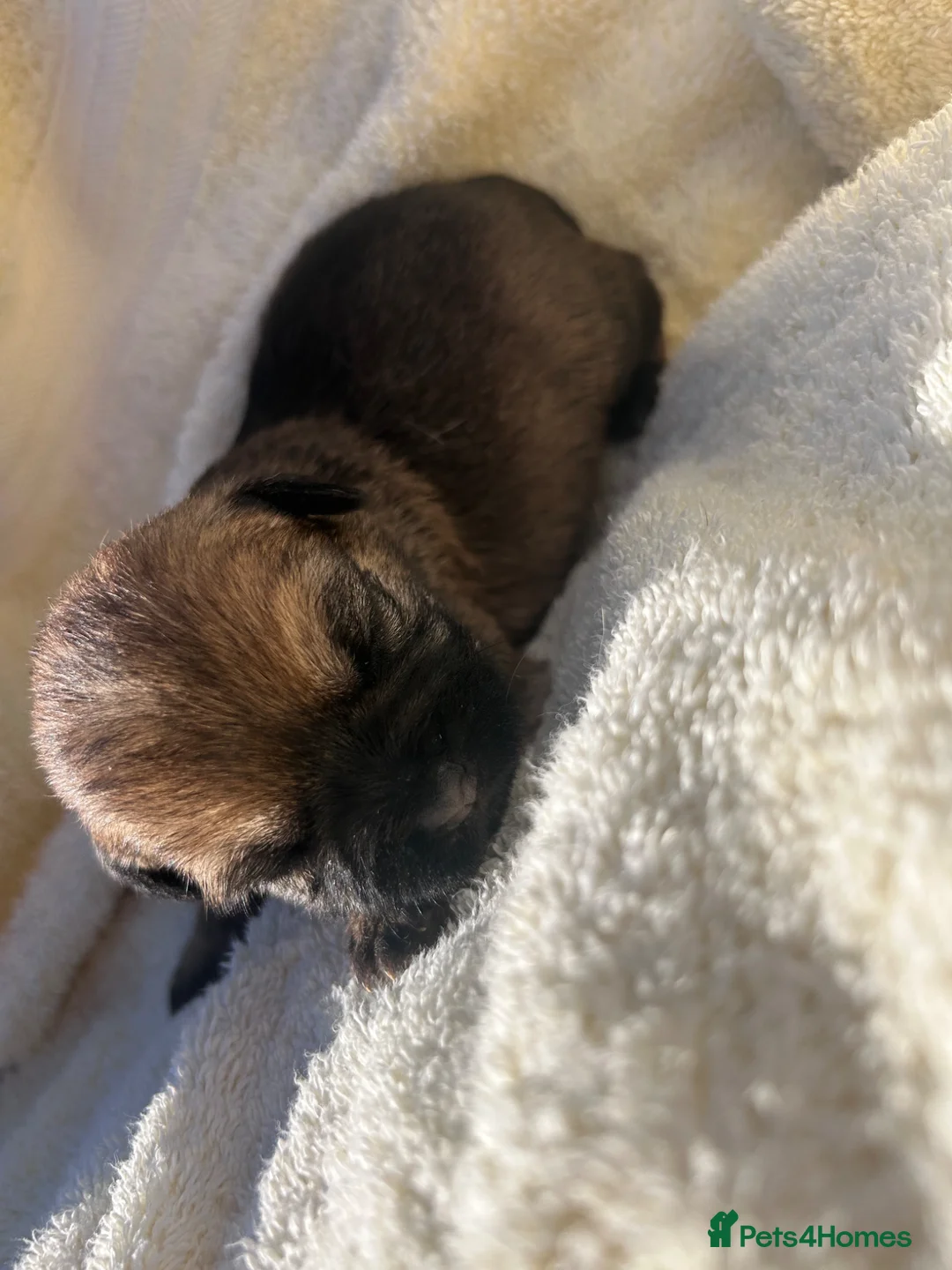 Border Terrier dogs for sale: Border terrier puppys in Ashford - Advert 16