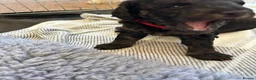 Cavapoochon dogs for sale: Cavapoochon puppies - Advert 19