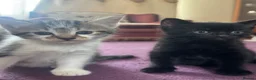 Mixed Breed cats for sale: ✨4 beautiful little kittens with their mother 💗✨ in Mansfield - Advert 2