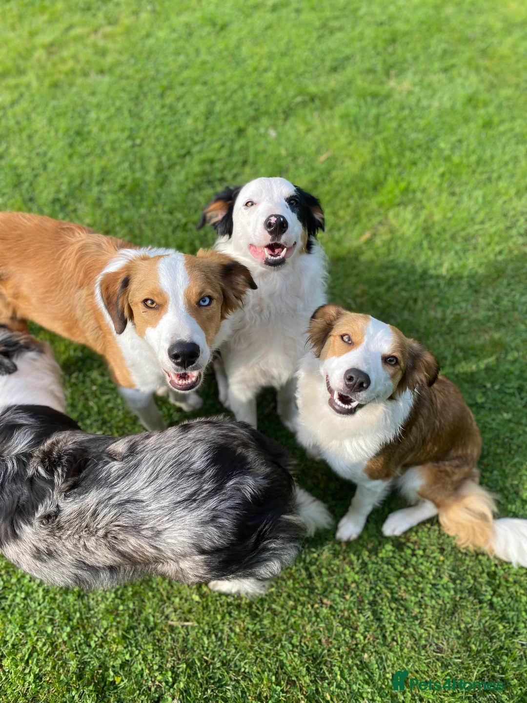 Border Collie dogs for stud: Tri coloured border collie for stud in Stafford - Advert 4