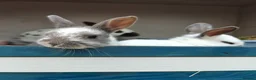 Rex rabbits for sale: Mini Rex Rabbits  - Advert 2