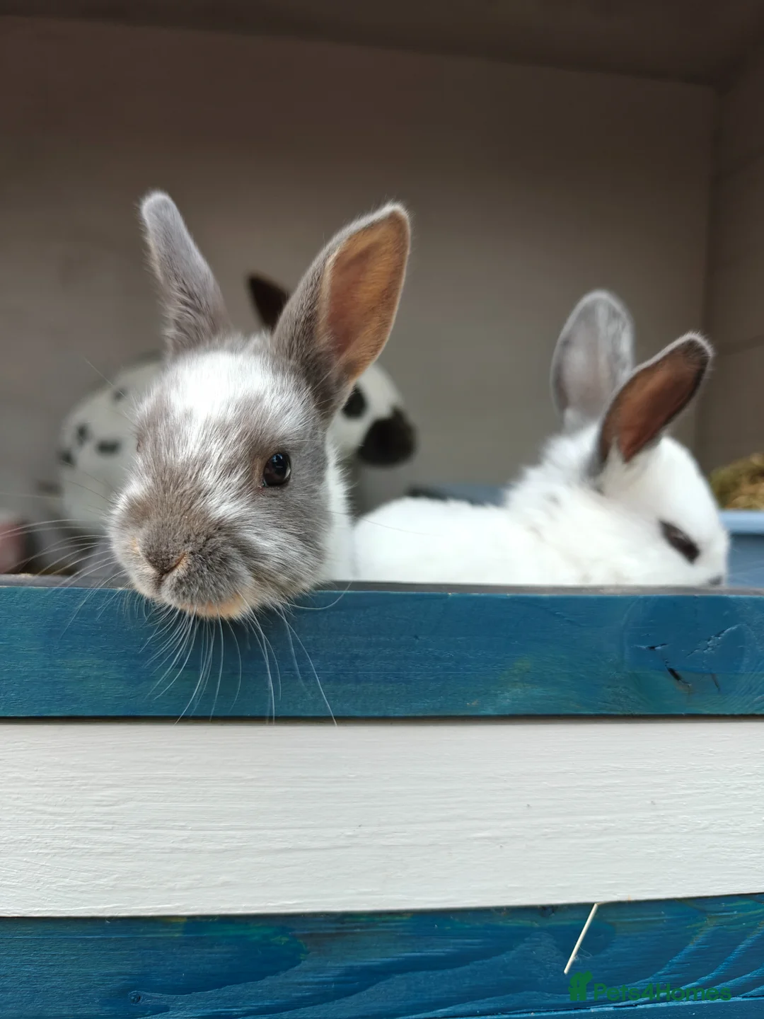 Rex rabbits for sale: Mini Rex Rabbits  - Advert 2