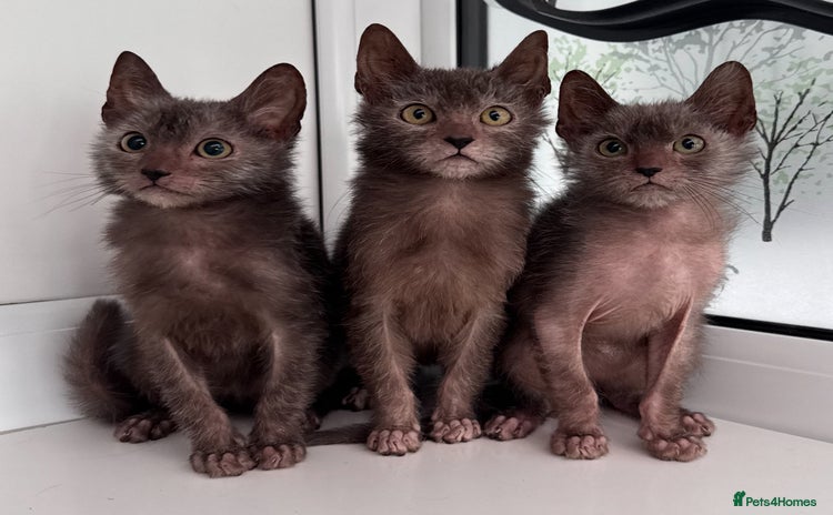 Lykoi cats - Advert 1