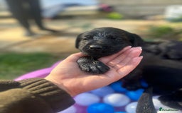 Labrador Retriever dogs for sale: Last remaining Beautiful Labradors  - Image 9