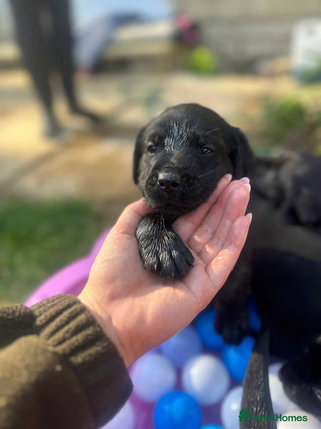 Labrador Retriever dogs for sale: Last remaining Beautiful Labradors  - Image 9