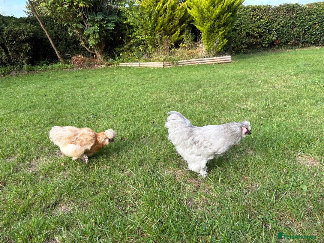 Chickens poultry for sale: Gorgeous Lavender Bantam Cockerel - Image 5
