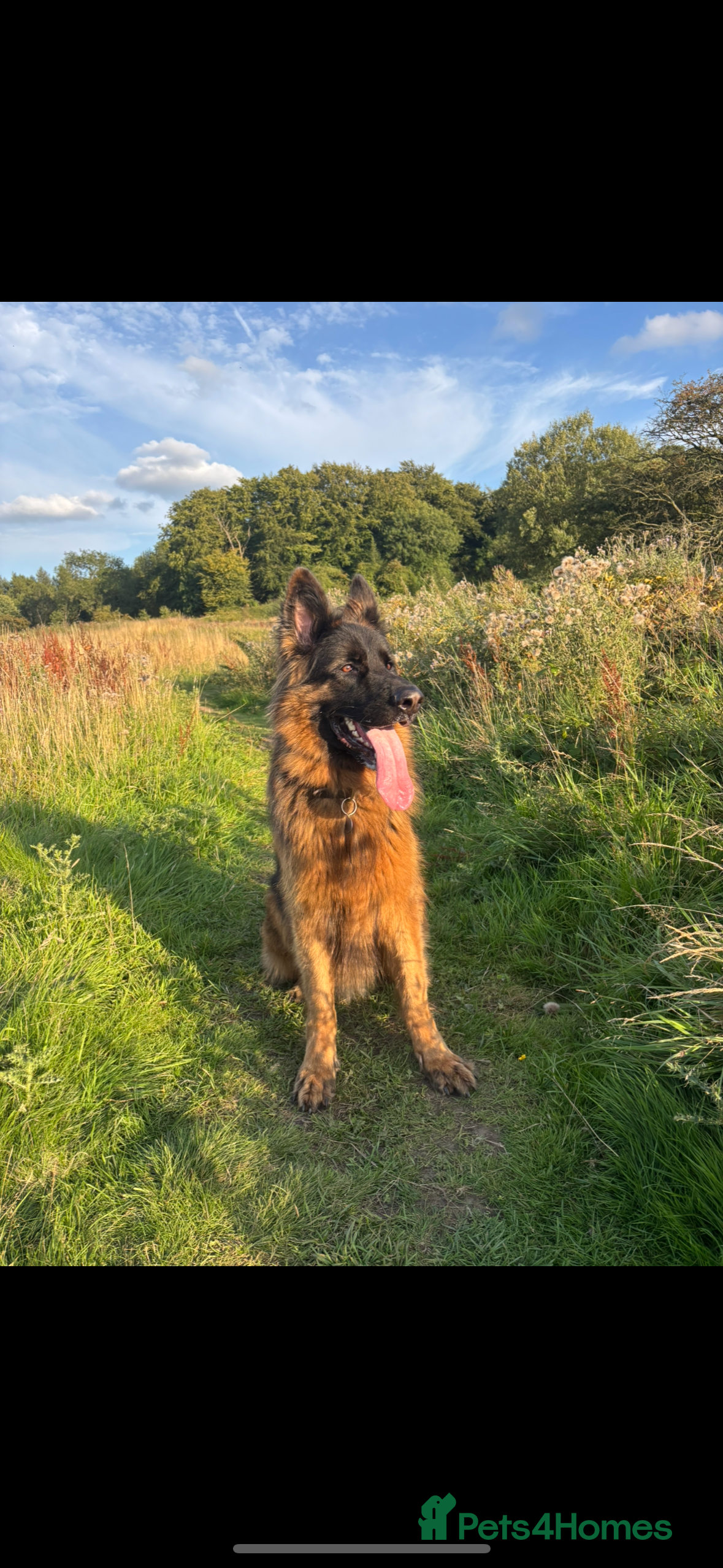 German Shepherd dogs German Shepherd for sale: Rocco - Advert 1