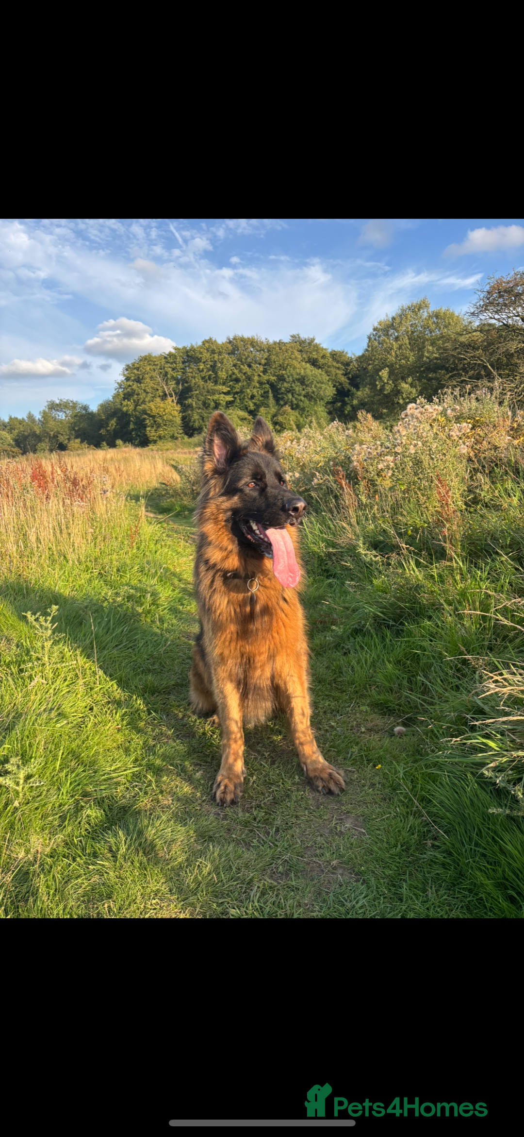 German Shepherd dogs for sale: German Shepherd for sale: Rocco - Advert 1